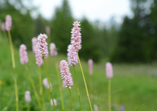 Bistorta officinalis