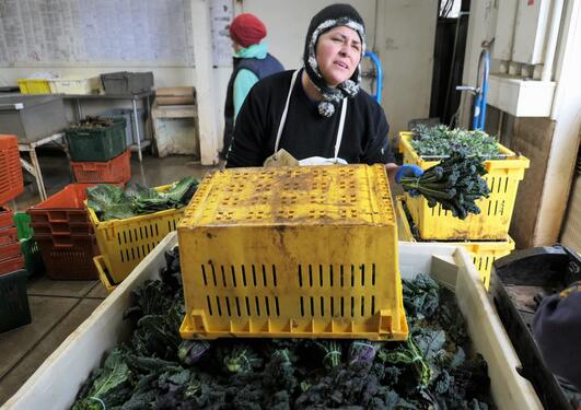 Kale farmer at Full Belly Farm, Northern California