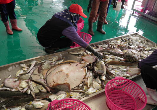 A woman sorting mixed bottom trawl catch