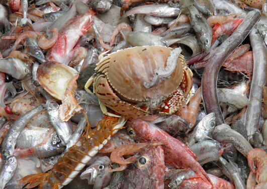 Mixed bottom trawl catch with a box crab on the top