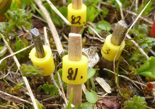 Toothpicks marking seedlings in a vegetation plot