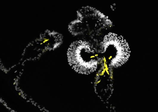 Cells seen under a confocal microscope
