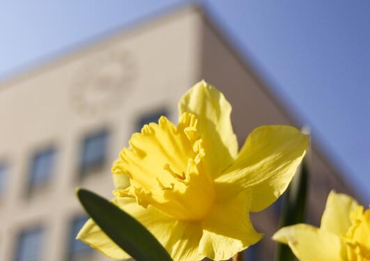 Daffodils at the Faculty of Psychology