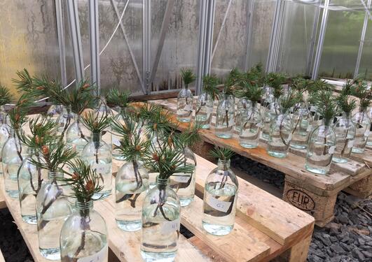Experiment at the glasshouses