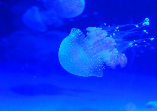 An Australian Spotted Jellyfish