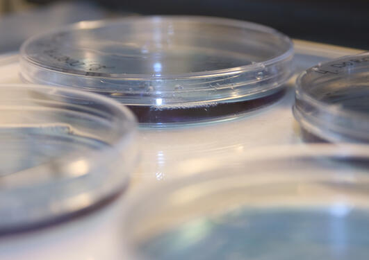 Petri dishes