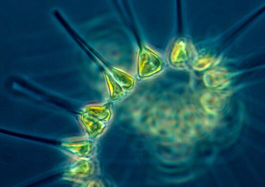 Phytoplankton