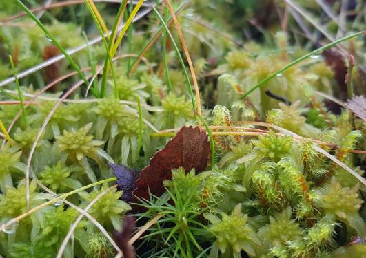 A decaying leaf in a bed of moss