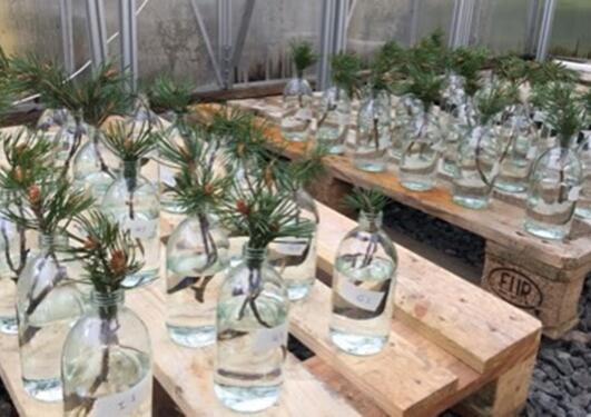Rows of bottles with pine cuttings on a bench in a greenhouse
