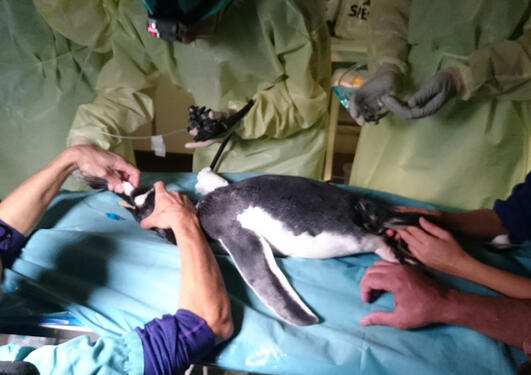 Gastroskopi av pingvin