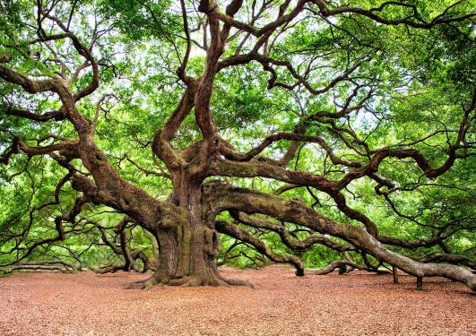 Bilde av et stort eiketre