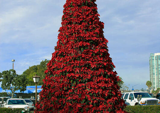Juletre bygget av julestjerner