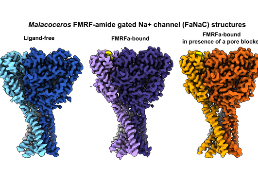 Protein figure