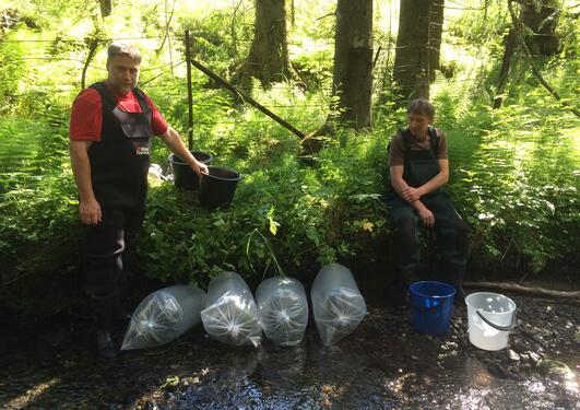 Two men with bags of juvenile salmon to be released to a river