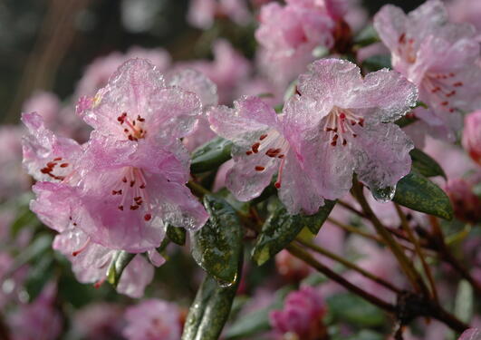 Rhododendron 'February Dawn'