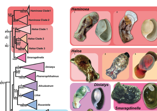 Systematics of Haminoeidae