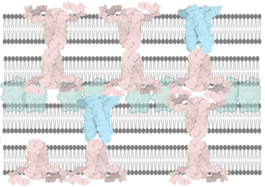 myelin membrane proteins