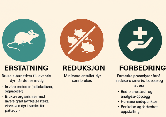 Erstatning Reduksjon og Forbedring - de 3R