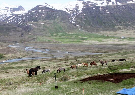 Bildet av hester og fjell i Horgadarlur. 