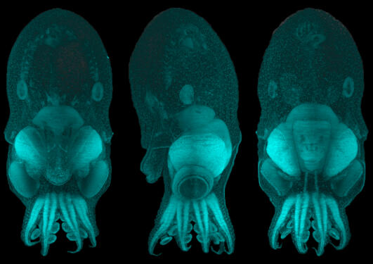 Octopus microscopy image