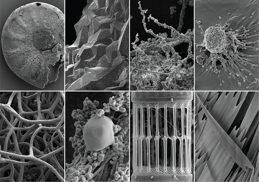 Surfaces images of material, geo and life sience samples