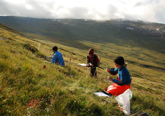 Three researchers surveing a grassland experimental plot in western Norway