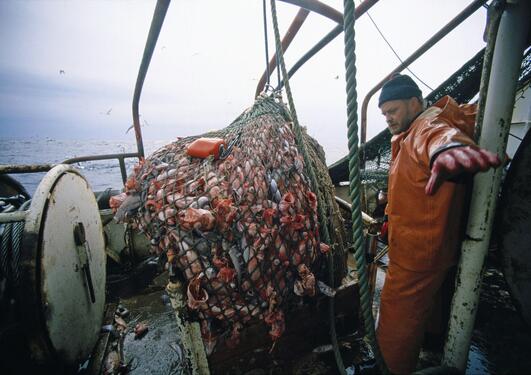 On board a North Sea fishing vessel, with a fisherman on deck, hauling in the catch of the day.