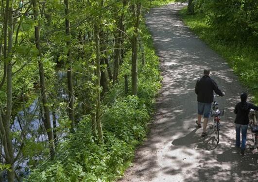 riding bicyckles in forest