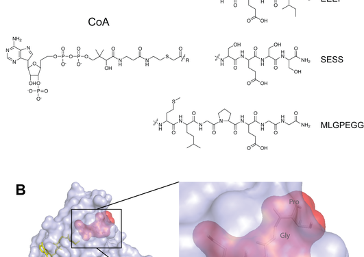 Bisubstrate analogues specifically inhibit the different NAT-enzymes