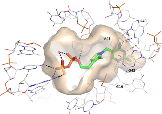 TPP riboswitch binding site