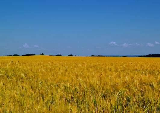 Blue sky and yellow wheat field, alluding to the flag of Ukraine