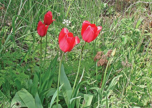 Røde tulipaner