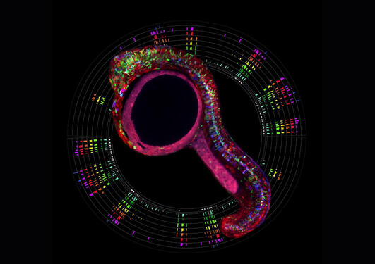 RNA Valen