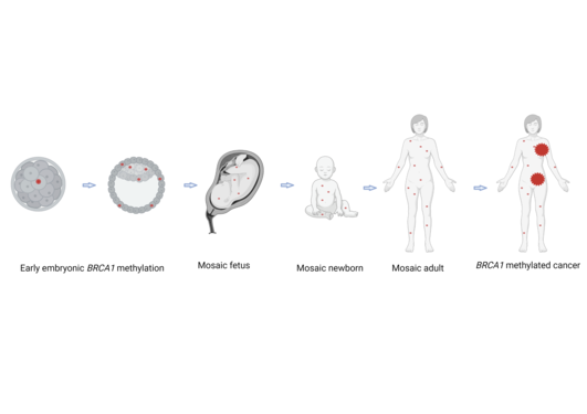 Figur som viser metylering i foster, barn og voksne