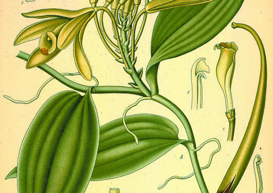 Vanilla planifolia fra Köhler, F.E., Medizinal Pflanzen, vol. 2 (1890).