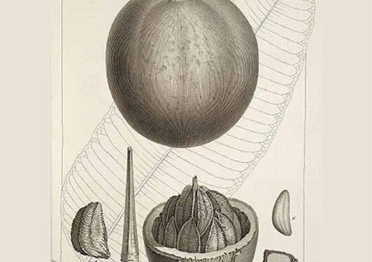 Bertholletia excelsa fra Humboldt, F.H.A. von, Bonpland, A., Plantes...