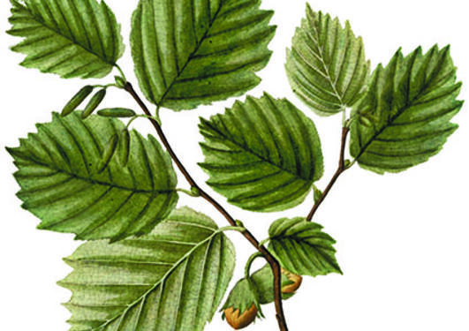 Corylus avellana fra Flora Danica [G.C. Oeder et al] (1761-1883).