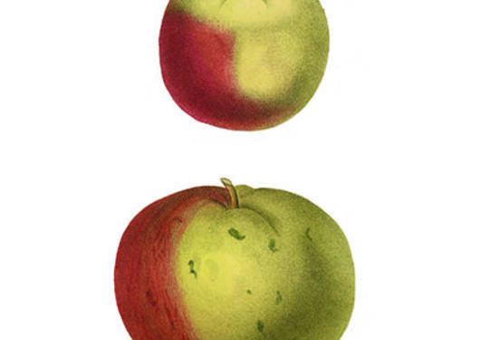 Malus sylvestris fra Jaume Saint-Hilaire, J.H., La flore et la pomone...