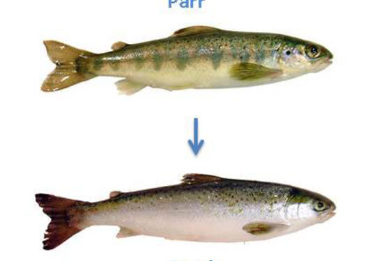 Young salmon (parr) undergo a complex developmental process called ...