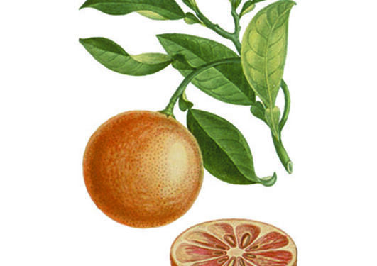 Citrus sinensis fra Descourtilz, M.E., Flore médicale des Antilles, vol. 5 ...