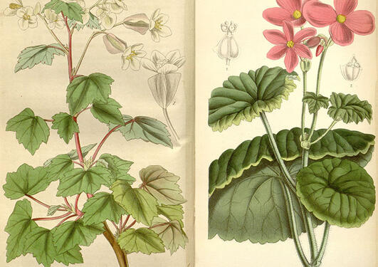 Begonia dregei (venstre) fra Curtis Magazine 1840, og Begonia socotrana ...
