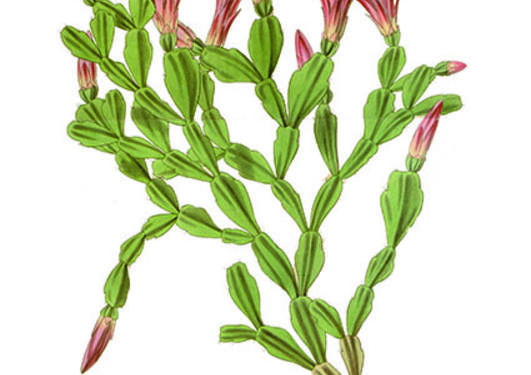 Schlumbergera russelliana fra Curtis’s Botanical Magazine, vol. 66 (1840).