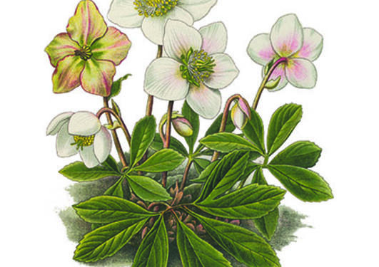 Helleborus niger fra Köhler, F.E., Medizinal Pflanzen, vol. 4 (1914).