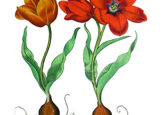 Tulipa gesneriana fra Bessler, Basilius, Hortus Eystettensis, vol. 1 (1620).