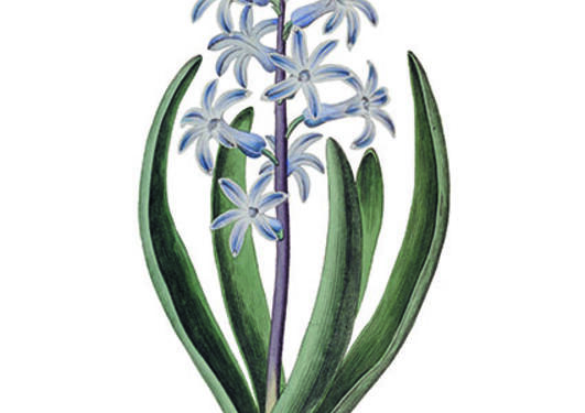 Hyacinthus orientalis fra Botanical Register, vol. 12 (1826).