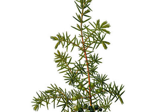 Juniperus communis fra Köhler, F.E., Medizinal Pflanzen, vol. 1 (1887).