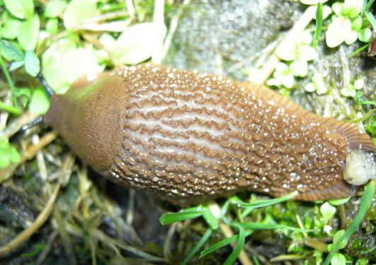 The invasive brown slug, Arion vulgaris