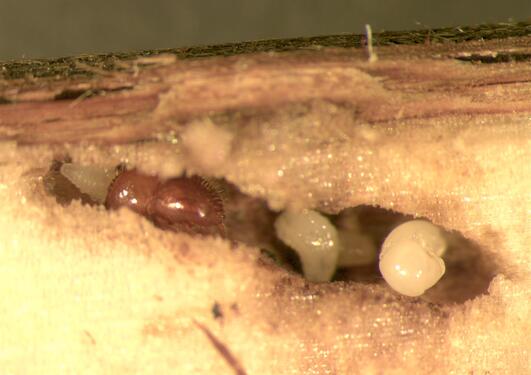 A bark-beetle inside some wood