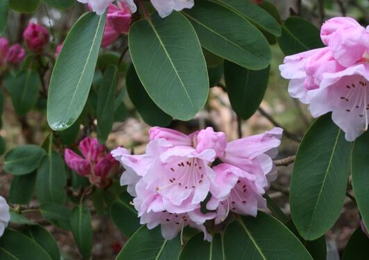 Store busker av gruppen Rhododendron oreodoxa vil du kunne sjå no både i...