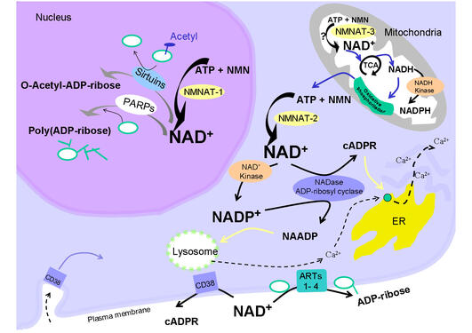 Kompartmentalisering av NAD(P) biosyntese og de viktigste NAD(P)-medierte...